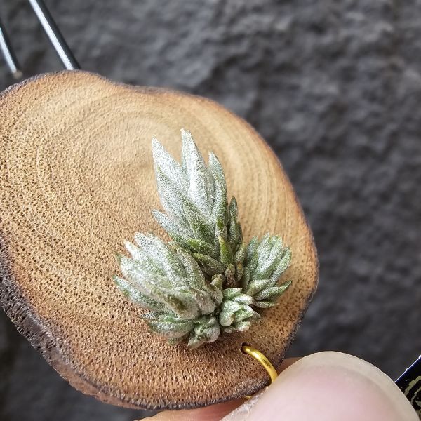 白劍/Tillandsia xiphioides(TI) 