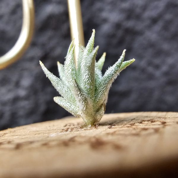 蘿莉(雨林)/Tillandsia Loliacea(RFI) 