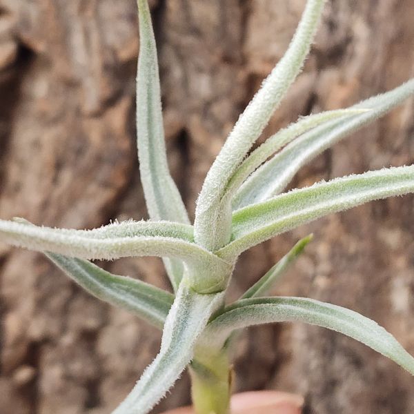 粗糠-巨大/Tillandsia Paleacea Giant 