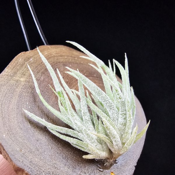 New~小矮人精靈×雞爪(精靈爪?)/Tillandsia ionantha Enano(Tropiflora) × glabrior~熱帶'小矮人精靈'與銀葉質感的'雞爪'交種，有點奇葩XD~叢生滿美、毛毛的~ 
