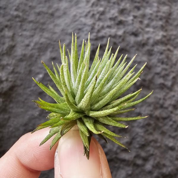 Gu Gu/Tillandsia ionantha gugu 