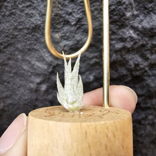 Joy(電捲×河豚)×長莖小精靈/Tillandsia Joy × ionantha v. van-hyningii 