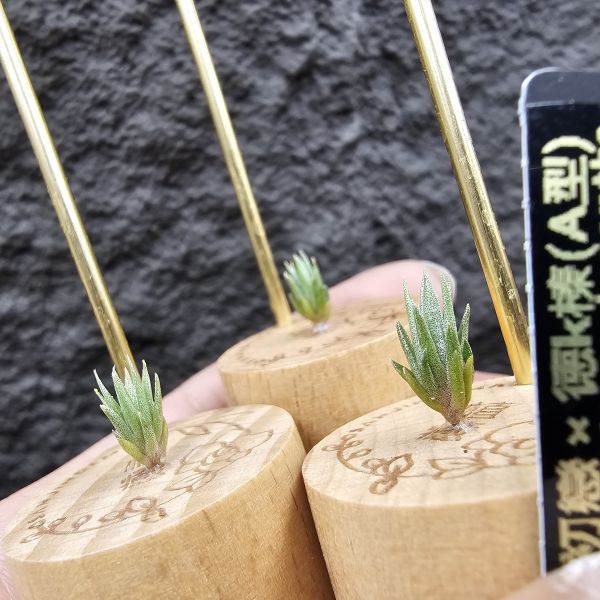 初戀 × 德K榛(A型)S尺寸不挑株/Tillandsia arequitae × ionantha haselnuss clone A 