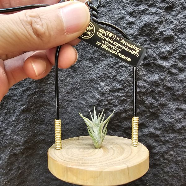 xip(RFI)×'Amazing'/Tillandsia xiphioides(RFI) × 'Amazing'~父本為“電捲燙×福果小精靈”圖四可參考~ 