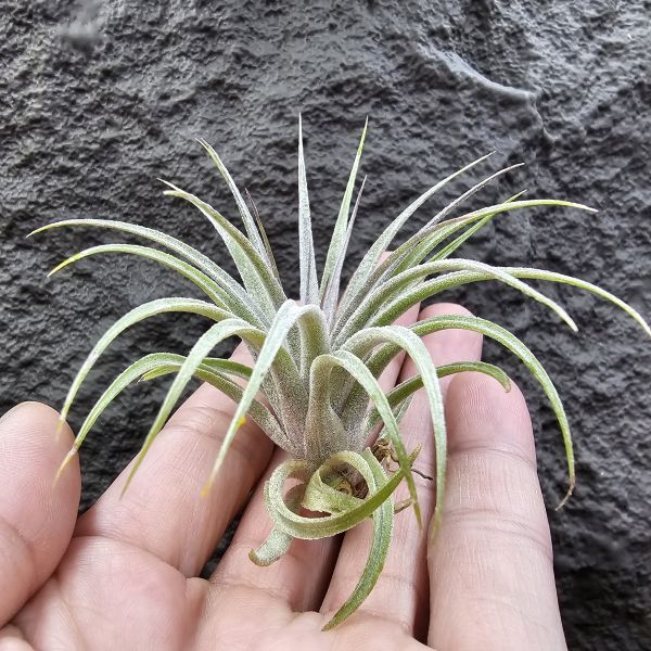 蘇黎世/Tillandsia sucrei 