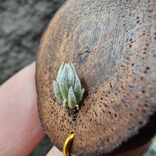 小海螺×白天鵝(From JoLi)/Tillandsia peiranoi × barfussii 
