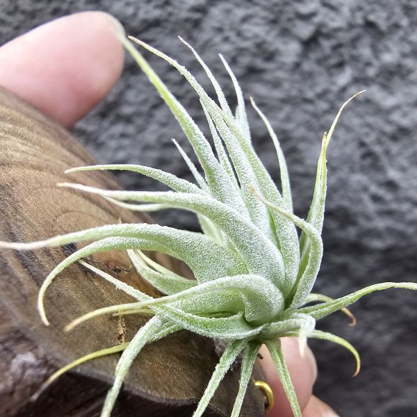 R燒/Tillandsia Roseiflora(Europe) 