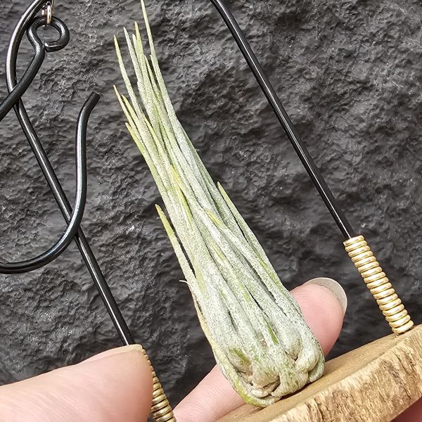 綠金之淚-變異/Tillandsia disticha var. chilete 
