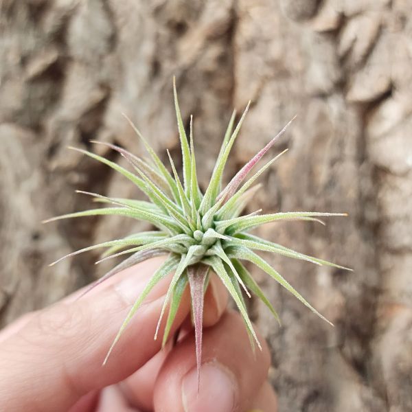 白雪公主小精靈/Tillandsia Ionantha Snow White 