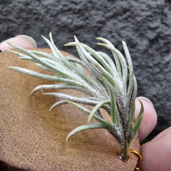 阿根廷卡畢/Tillandsia capillaris(Argentina) 