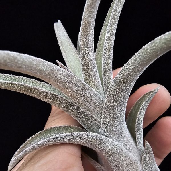 線西野獸(顯紅)首輪肥芽/Tillandsia 'Xianxi Beast'(Mali Dofitas × streptophylla Mexico)~展現了雙親本的特色，長年顯色，毛感厚實。 