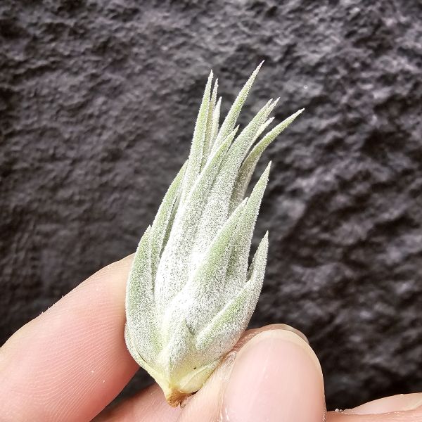 天鵝絨小精靈/Tillandsia ionantha Tall Velvet 