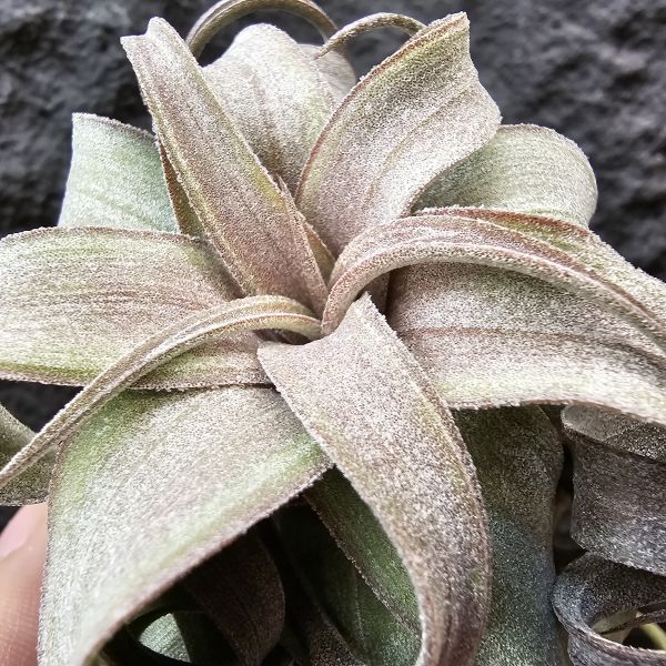 電捲燙(稍會顯色)/Tillandsia streptophylla 
