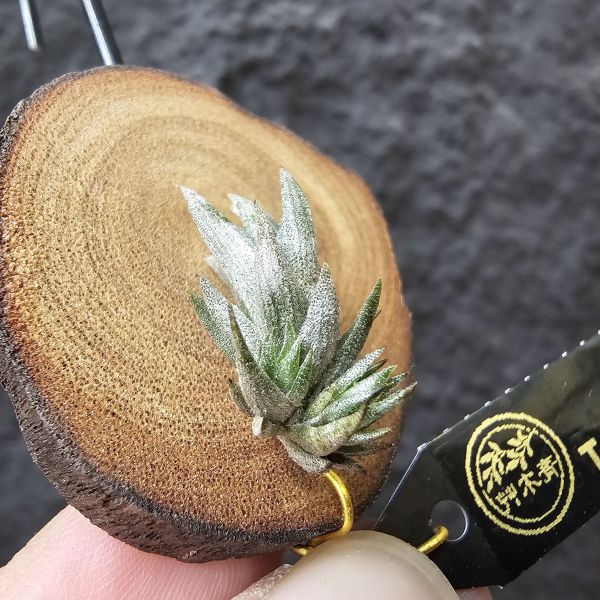 白劍/Tillandsia xiphioides(TI) 