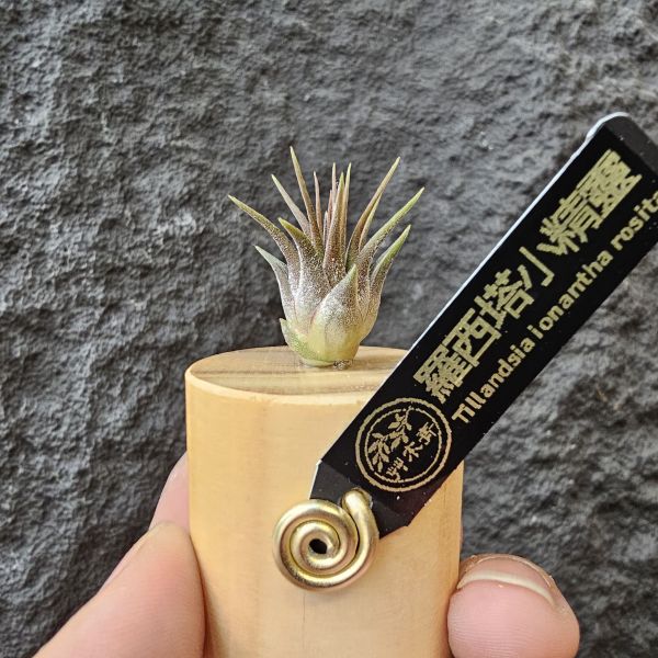 羅西塔小精靈/Tillandsia ionantha rosita 