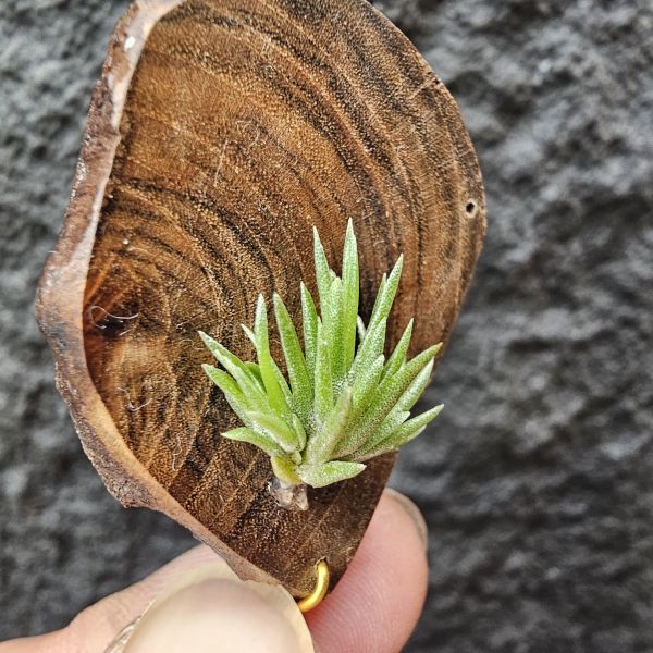 日本第一(小型)/Tillandsia neglecta 