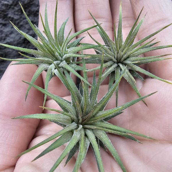 小精靈V.多國花(中心會顯暗紅色)不挑株/Tillandsia ionantha v. stricta 