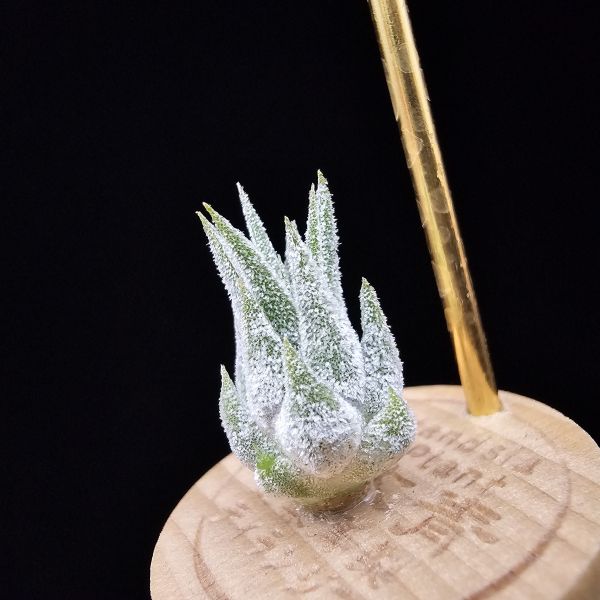 薰衣草小精靈(夏威夷)/Tillandsia ionantha Hawaiian Lavender 