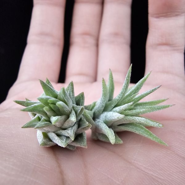 松果小精靈+天鵝絨小精靈/Tillandsia ionantha pinecone/Tillandsia ionantha Tall Velvet 