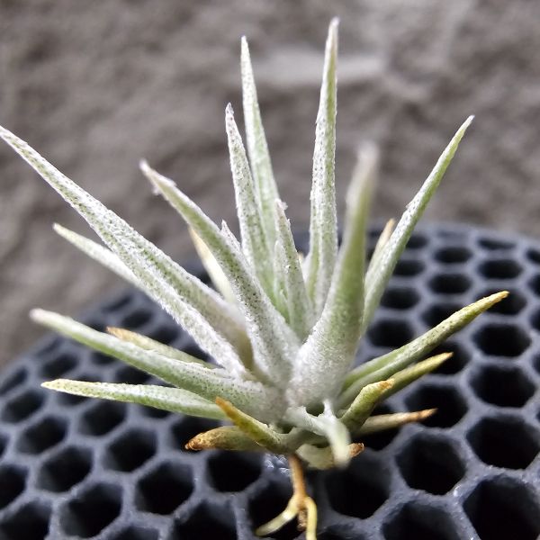 薄變(國際小型) × 熱帶K燒/Tillandsia gardneri v. rupicola(TI) × kautskyi(Tropiflora) 