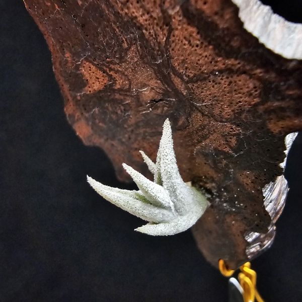 銀龍爪/Tillandsia sp. ei tule mexico 