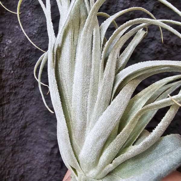 巴西薄紗變異(野採母株後代芽帶大，養非常久穩定植株)/Tillandsia gardneri var. rupicola 