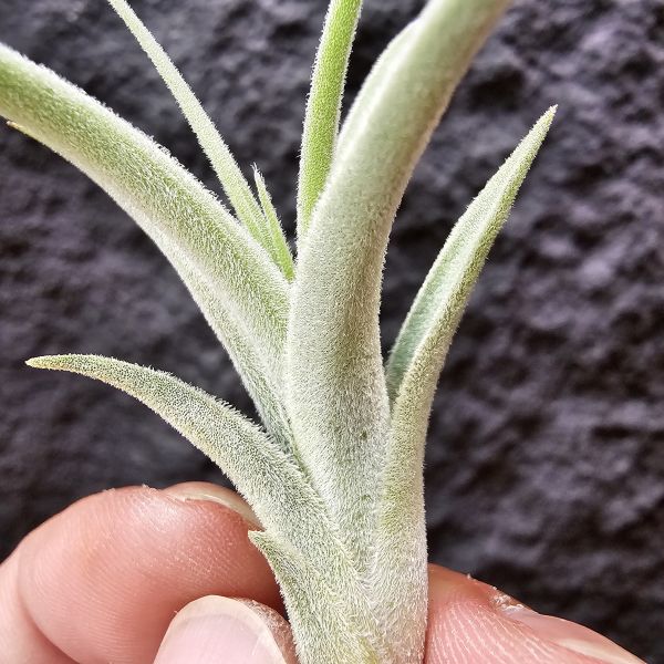 銀冰/Tillandsia chiletensis 