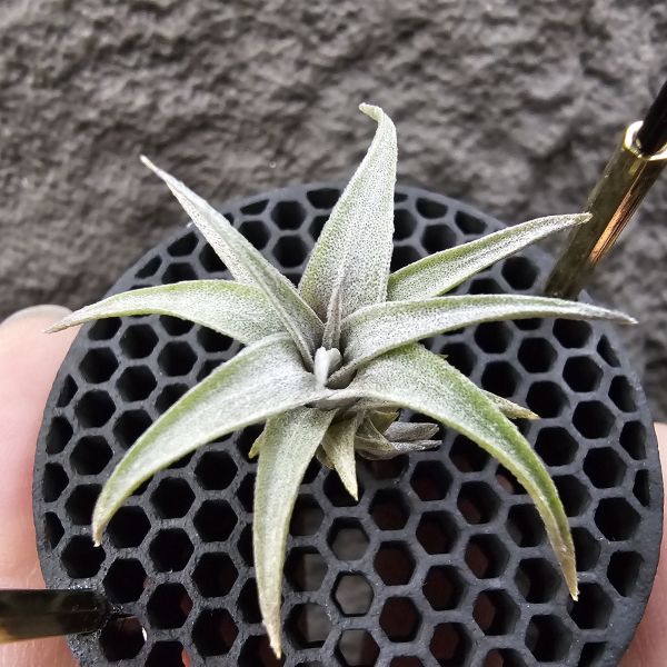初戀 × 墨西哥電捲(底下帶一芽)/Tillandsia arequitae × streptophylla Mexico 