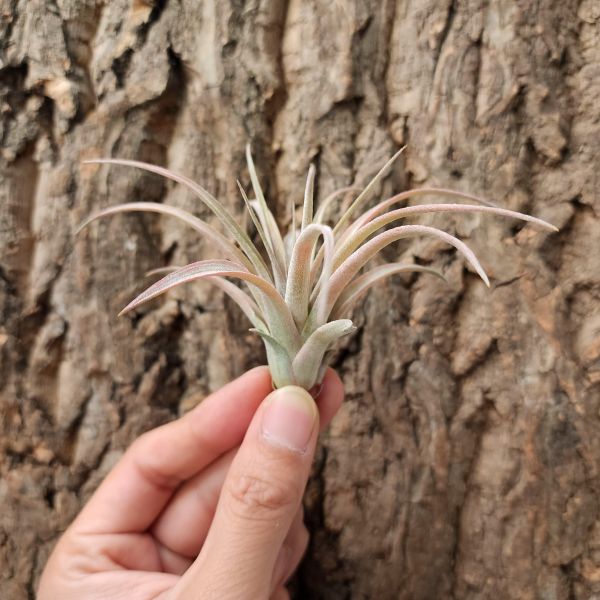瑪雅/Tillandsia Maya 