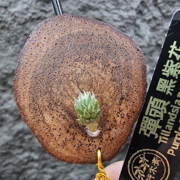 彈頭(黑紫花)/Tillandsia pedicellata Purple Flower(Argentina) 