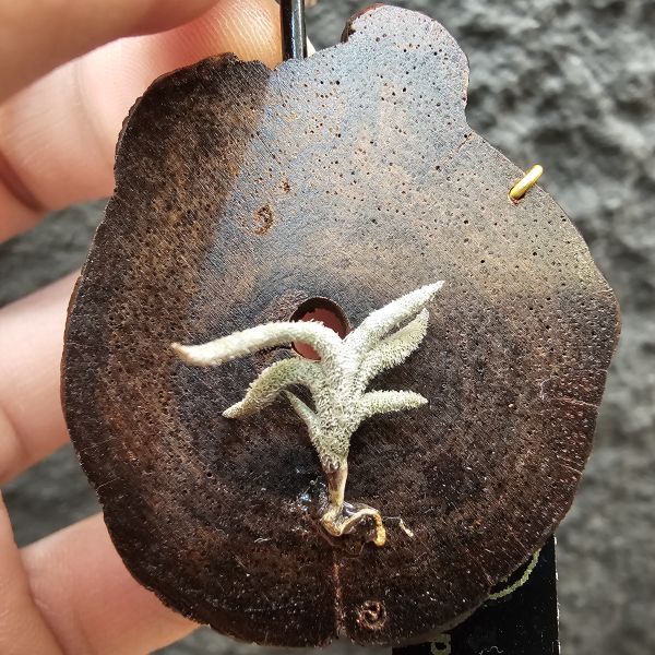 帕姆塔塔/Tillandsia permutata(Europe) 