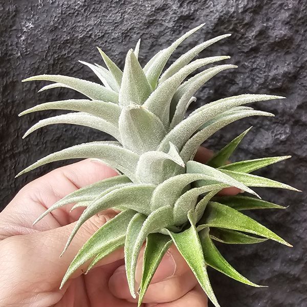 侏儒綠兔/Tillandsia edithiae Dwarf Green Form 