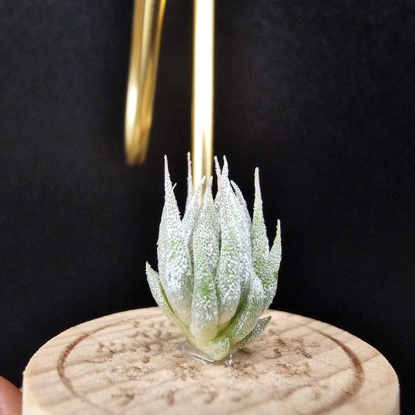 歐洲榛果/Tillandsia ionantha Hazelnut (Europe) 
