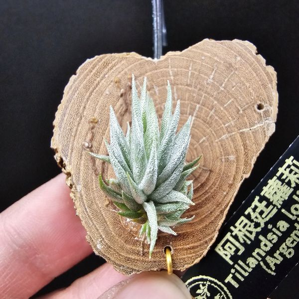 阿根廷蘿莉(1母株帶2芽)/Tillandsia loliacea(Argentina) 