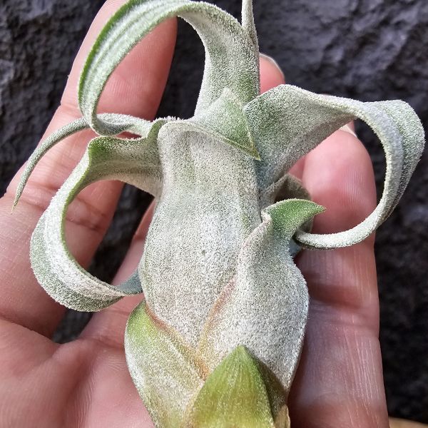 墨西哥電捲燙-早期選株後代-小芽/Tillandsia Streptophllya Mexico 