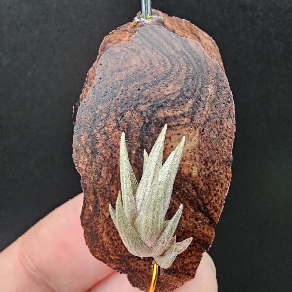 小海螺(帶一芽)/Tillandsia Peiranoi Red~重油耐用"降真木"板材 