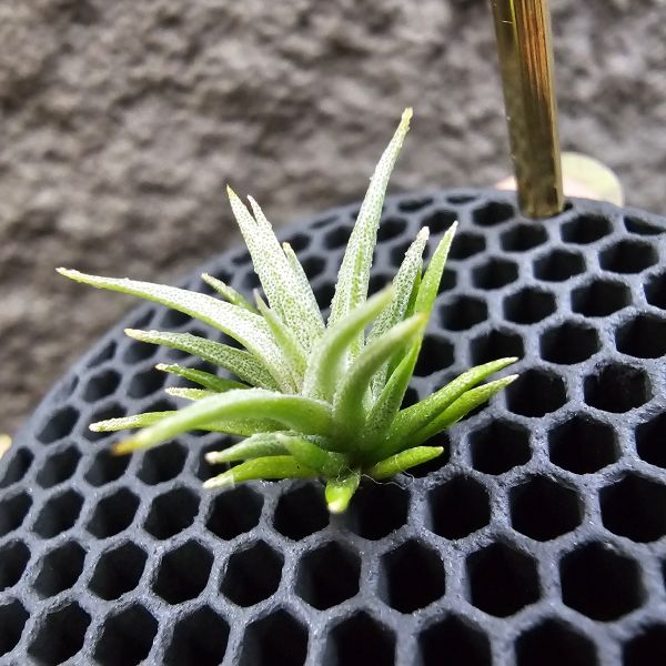(媳婦×初戀)×迷你電捲/Tillandsia(xiphioides × arequitae)紫花 × diguetii 