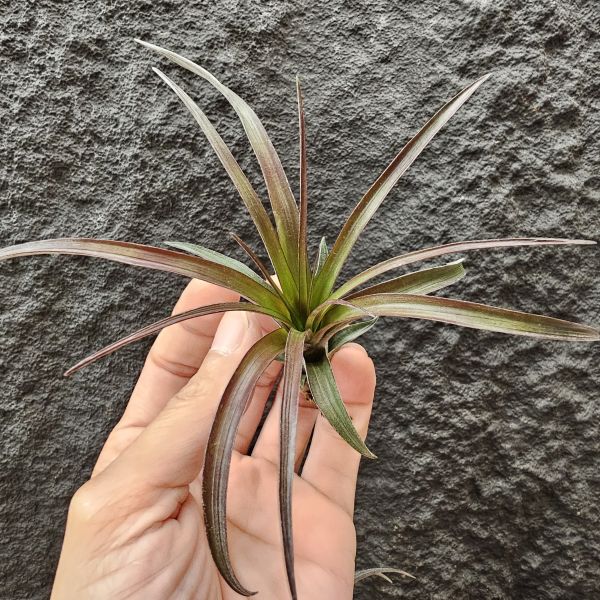 芬蘭紐麗娜(顯色)/Tillandsia variabilis~老品種目前好像較少見、挺美的唷！ 