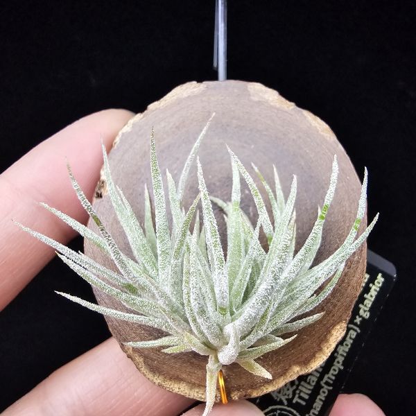 New~小矮人精靈×雞爪(精靈爪?)/Tillandsia ionantha Enano(Tropiflora) × glabrior~熱帶'小矮人精靈'與銀葉質感的'雞爪'交種，有點奇葩XD~叢生滿美、毛毛的~ 