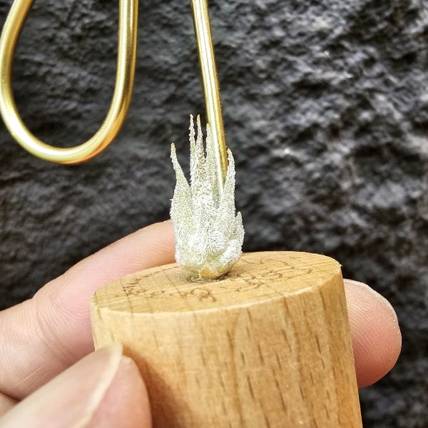 Joy(電捲×河豚)×長莖小精靈/Tillandsia Joy × ionantha v. van-hyningii 