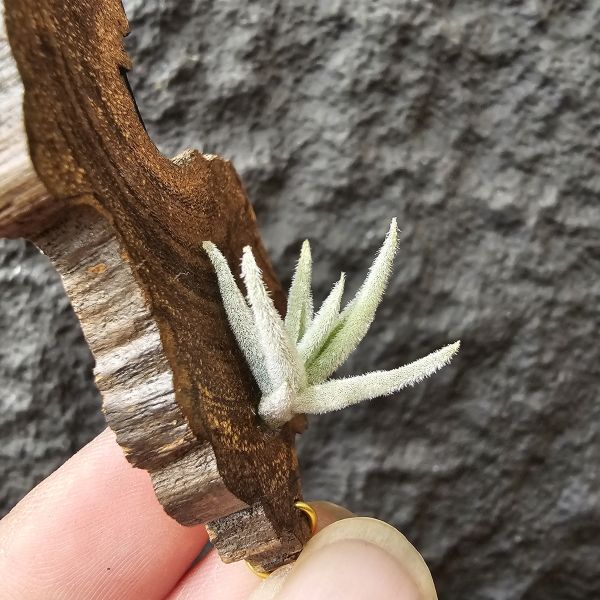 毛腸/Tillandsia santiagoensis 