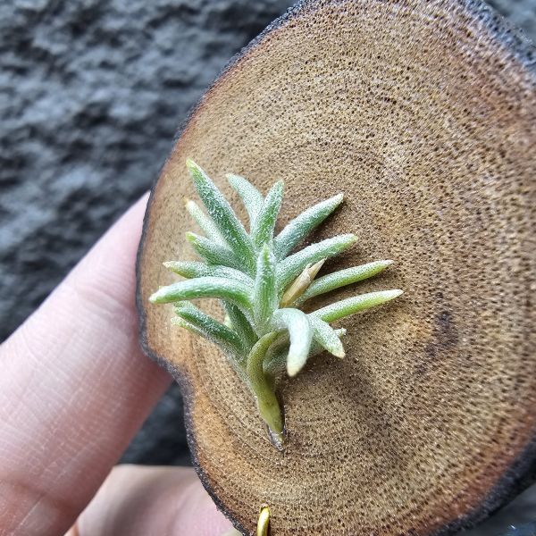 Tillandsia capillaris捲葉(Argentina) 