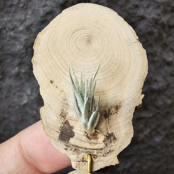 歐洲阿Q×TY/Tillandsia arequitae × Ty(ehlersiana × bulbosa)~YY 
