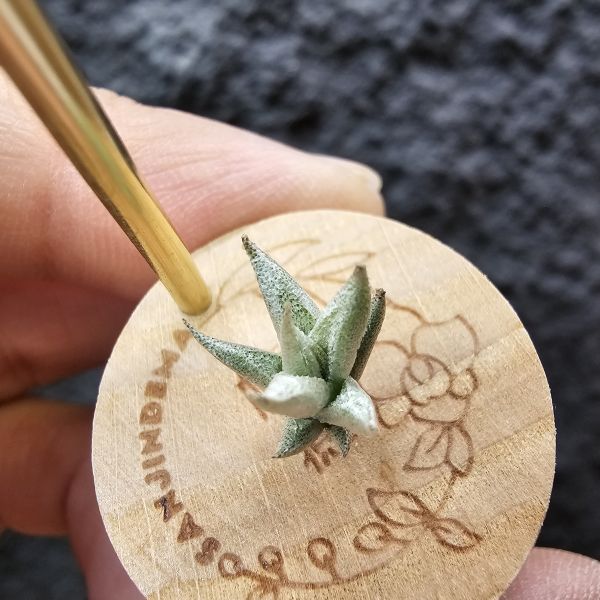 布雷爾利托西斯-迷你型原生種(台產側芽)/Tillandsia brealitoensis 