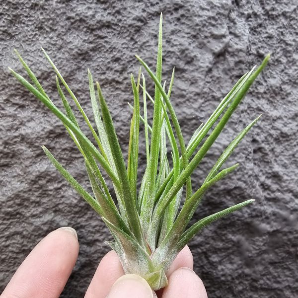 小章魚×小精靈(綴化)/Tillandsia bulbosa × ionantha 