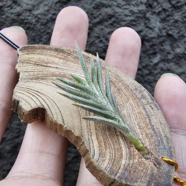 Tillandsia capillaris(73.21) 