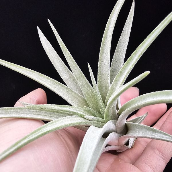 香檳×子彈(大肥芽)/Tillandsia chiapensis × mitlaensis 