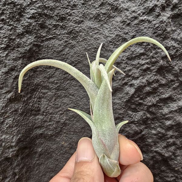 藝術燭台(小芽特價)/Tillandsia Art candlestick 