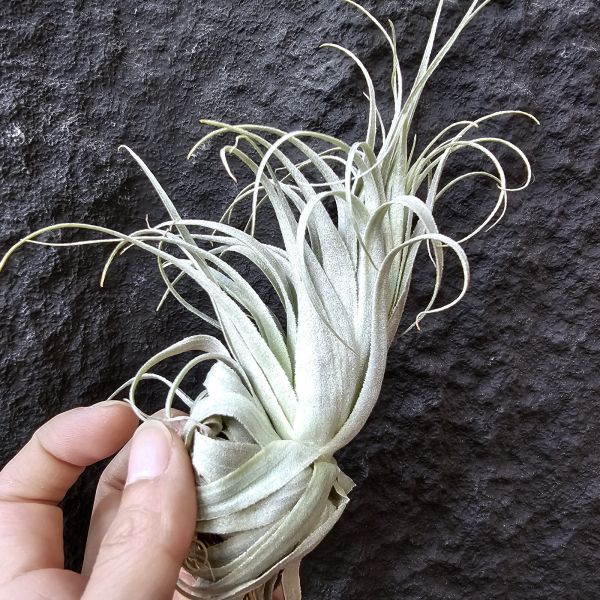 巴西薄紗變異(野採母株後代芽帶大，養非常久穩定植株)/Tillandsia gardneri var. rupicola 