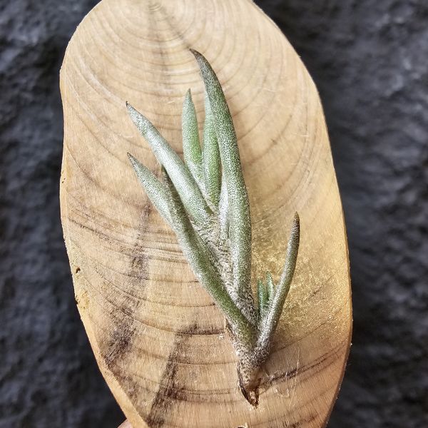 歐洲卡畢/Tillandsia capillaris(Europe) 